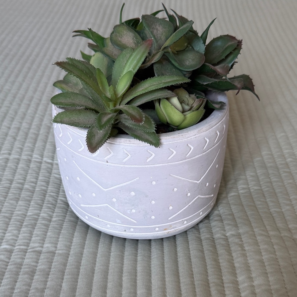 White Decorative Ceramic Planter with Green Succulent